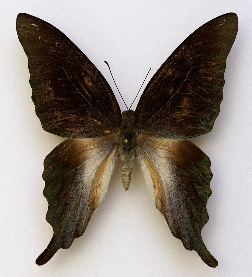 Graphium codrus celebensis (aberration, without green markings) [Internet image property of respective owner, non commercial use only]